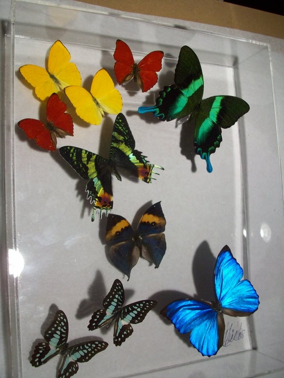 11x3x14 wall panel of real colorful butterflies display - style Blue Tips