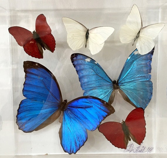 Morphos - Real butterflies in acrylic frame