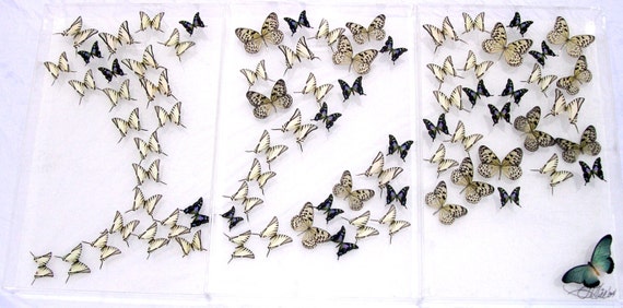 Weiskei - Three Panel Mural wall hanging display made with real butterflies