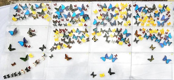 Twelve Panel butterfly Mural made with real butterflies in acrylic boxes - Mariposa Gallery Marshall Hill