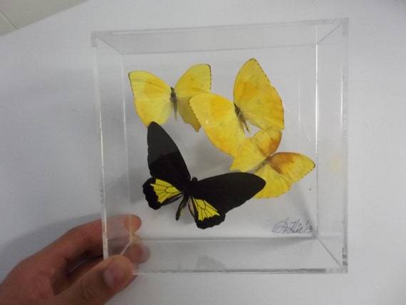 Triple LIGHT 7x7 panel with four real butterflies