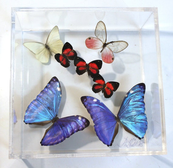One of a kind real butterfly panel