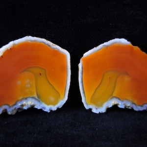 May include: Two polished agate slices featuring vibrant orange and yellow concentric bands. Each stone has a distinct white outer crust with a smooth, translucent interior showing layered mineral formations in bright warm tones.