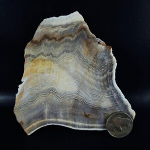 Hell's Canyon Herringbone Petrified Wood Slab - Opalized