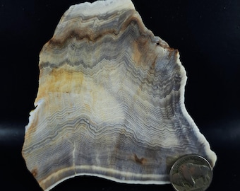Hell's Canyon Herringbone Petrified Wood Slab - Opalized