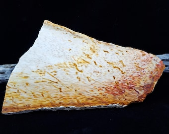 Petrified Palm Wood Slab - Unique inclusions and colors