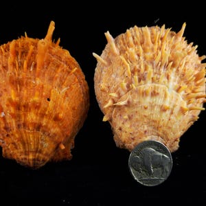 May include: Two orange-hued sea shells with spiky protrusions. The shells are next to a nickel for size comparison. The shells have a textured surface and are set against a black background.