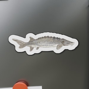 Imán de vinilo de esturión, arte de peces