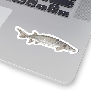 Sturgeon Vinyl Sticker, Decal, Fish Art