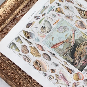 Può includere: Una stampa vintage incorniciata con un'illustrazione dettagliata di varie conchiglie e creature marine, tra cui calamari e un polpo. La stampa è incorniciata in una cornice dorata ornata, aggiungendo un tocco di eleganza all'opera d'arte.