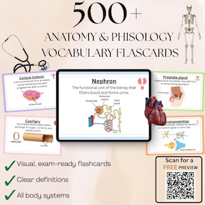Könnte beinhalten: Anatomie- und Physiologie-Vokabelkarten mit über 500 Begriffen. Das Bild zeigt Karteikarten mit Diagrammen von Corpus luteum, Nephron, Kapillare, Prostata und Neurotransmitter. Enthält ein Stethoskop und einen QR-Code für eine kostenlose Vorschau.