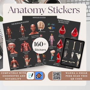 May include: Anatomy stickers featuring detailed illustrations of the muscular, nervous, and blood systems. The stickers include diagrams of the human body, including muscles, the brain, and blood types. The image also includes the text "160+ Stickers".
