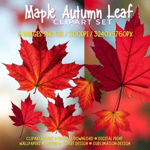 Puede incluir: Un conjunto de imágenes prediseñadas digitales con vibrantes hojas de arce rojas con acentos amarillos y naranjas. La imagen incluye el texto "Maple Autumn Leaf CLIPART SET" y detalles sobre el tipo de archivo, la resolución y los usos sugeridos.
