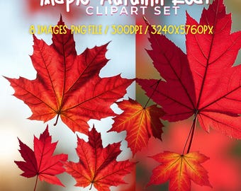 Maple Autumn Leaf Clipart Set, 8 High-Resolution PNG Digital Prints, Instant Download