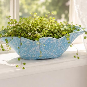 May include: A light blue planter with a white speckled pattern and a scalloped rim edge. The bowl-shaped container is filled with a lush, trailing green plant featuring small, round leaves that spill over the sides of the textured vessel.