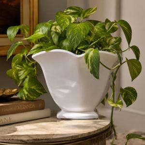 May include: A white ceramic planter with a scalloped rim and a square base, containing a trailing pothos plant with variegated green and yellow heart-shaped leaves. The planter has a smooth, glossy finish and a wide, flared opening for the foliage.