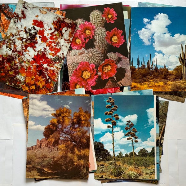 Vintage tijdschriftpagina's | Bloemen, woestijnlandschappen voor tijdschriften