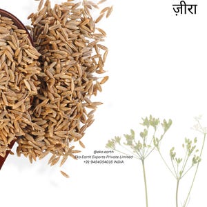 Organic Cumin Seeds | Jeera | Indian Spice for Curries, Roasting, Pickles & Herbal Tea – Eka Earth