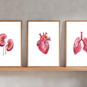 Anatomy Set, Kidney, Lungs, Heart, Anatomical Wall Art, Human Anatomy, Picture for Doctor&#39;s Office, Waiting Room, Doctor Gift, anatomy art