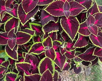 Colorful Coleus Plant Varieties with Care Instructions