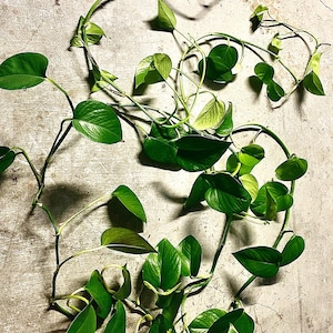 5 Golden Pothos/Devil’s Ivy/Ceylon Creeper/Ivy cuttings  4-7 inches long with and without roots, carefully packed with care instructions!