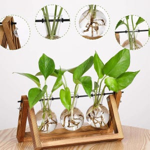 Blumenvase / Pflanzenvermehrungsstand aus Holz: Modernes Wohndekor mit Glasvasen