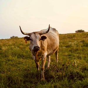 longhorn cow photo print