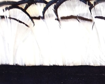 Lady Amherst Pheasant Feather Trim. 2 inch Trim. One Yard Strip. DIY Craft Supply. Tippet Feathers.