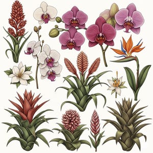 Botanical Print Wall Art