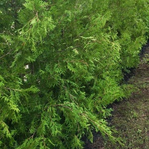 Fresh Cut Cedar Zweige 1 Pfund