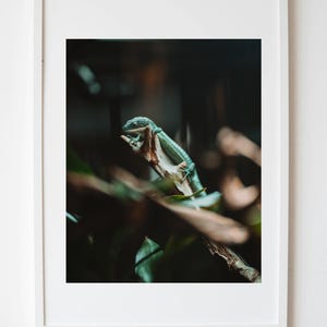 Rainforest Fine Art Photo Print | Original Photo by Kara Rook