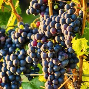 Grapevine Digital Download – Vineyard Photography Printable Wall Art for Wine Lovers