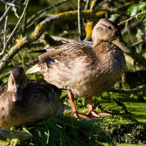 Digital Download-Duck Photography