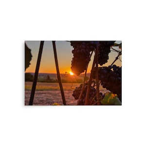 Photo paper poster - Sunrise Vineyard, Grapes and Golden Hour Landscape Photography Wall Art