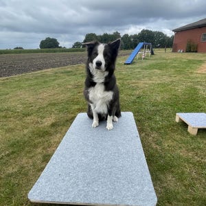 Wobble board / Balance board / Dog training / Puppy training