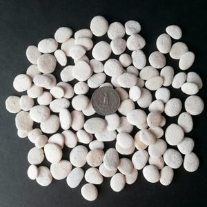 May include: A collection of smooth, white river rocks of various sizes, scattered on a dark surface. A quarter coin is placed among the stones for size comparison. The rocks have a natural, rounded shape and a slightly textured surface.