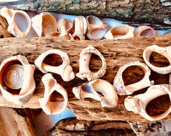 Bulk 1 1/4" – 2" Natural Sea Shells center 15–45 pcs | Raw Conch Shells for Crafts, Jewelry Making