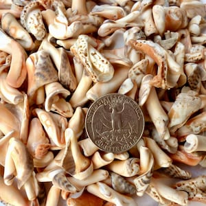Può includere: Un mucchio di piccole conchiglie beige e marroni con una moneta da un quarto di dollaro per il confronto delle dimensioni. Le conchiglie hanno varie forme e trame, alcune con segni marroni e arancioni. La moneta presenta un disegno di aquila.
