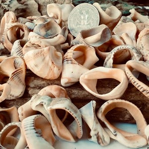 Puede incluir: Un conjunto de conchas marinas de diversas formas, con una moneda entre ellas. Las conchas muestran tonos beige, beis claro y marrón, algunas con patrones de rayas. Las conchas están dispuestas sobre madera flotante.