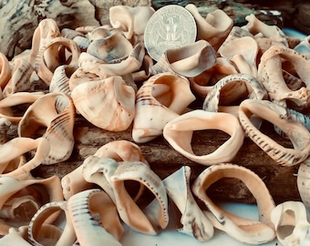 Bulk 1" - 1 1/4" Natural Sea Shells center 25–75 pcs | Raw Conch Shells for Crafts, Jewelry Making