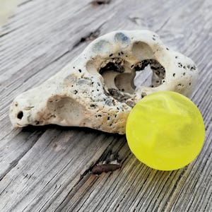 Rare 1&quot; Yellow Swirl Sea Marble with Hag Stone Display • Genuine Surf Tumbled Sea Glass & Beach Stone • Collector Coastal Décor