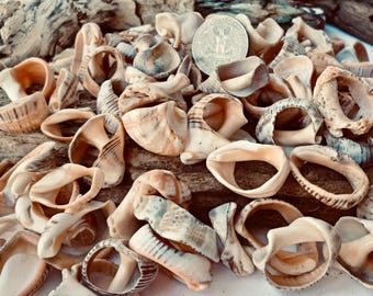 Bulk Natural 1/2" to 1" Sea Shells center 30-120 pcs | Raw Conch Shells for Crafts, Jewelry Making