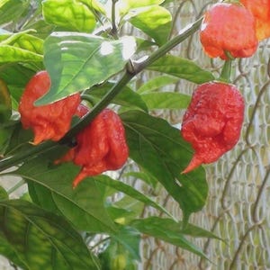 Carolina Reaper red chili pepper seeds - Guaranteed SEED OPEN-POLLINATED