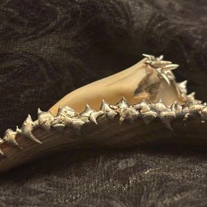 Puede incluir: Una concha beige con un borde plateado y puntiagudo. La concha tiene una forma curvada y está colocada sobre un fondo oscuro y texturizado. El borde plateado añade un elemento decorativo a la forma natural.