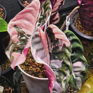 Alocasia cuprea pink - Etsy 日本