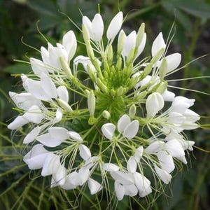 White Queen Cleome Seeds – Non-GMO Spider Flower Annual Blooms