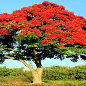 Royal Poinciana 10 Seeds | Red Flame Tree | Delonix Regia
