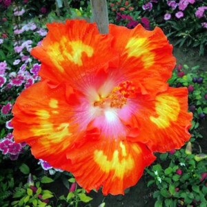Rare Hibiscus Seeds 30pcs Non-GMO Heirloom Garden Flowers