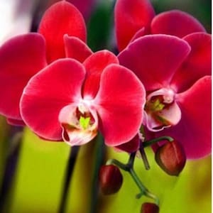 20 rote Orchidee Samen | Exotische seltene Blume | Indoor Garten Blüte | USA Verkäufer