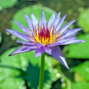 Lotus Water Lily Seeds | 3 Bulbs | Colorful Pink Aquarium & Pond Plant